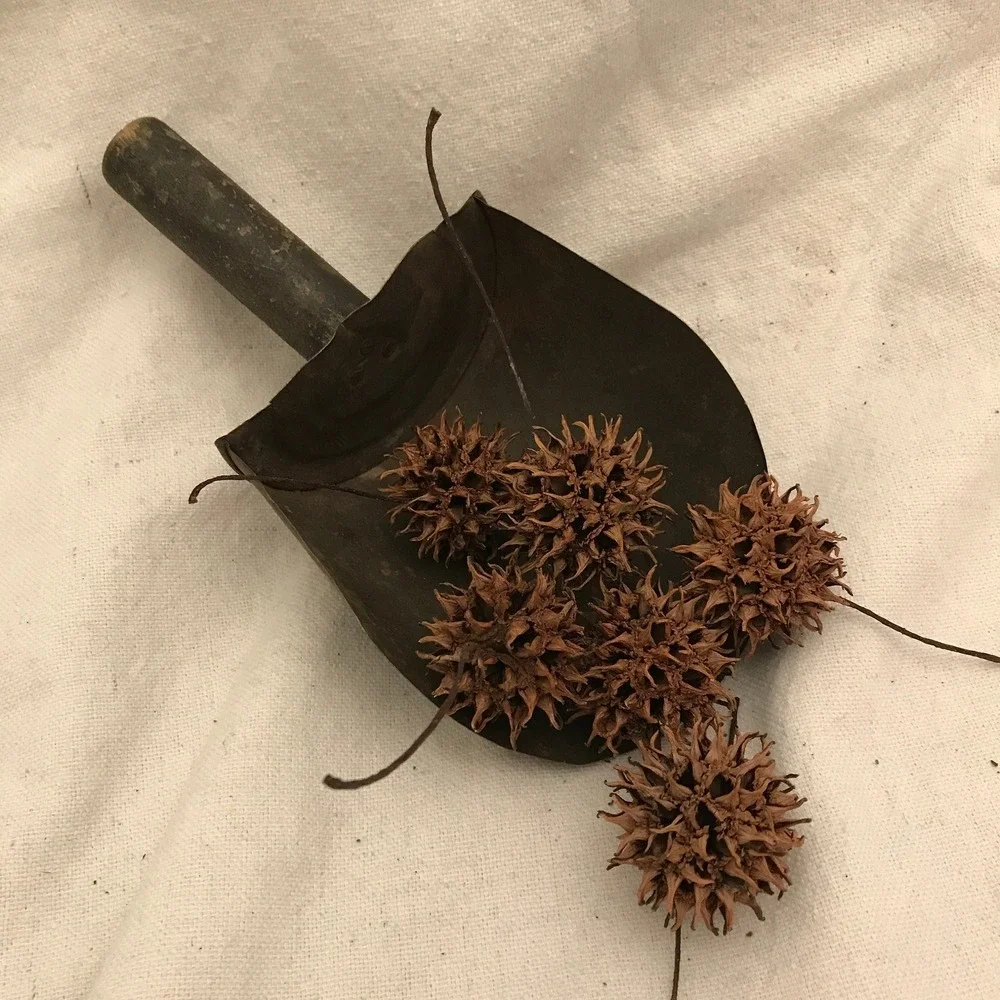 Sweet Gum Balls Witches Burrs North Georgia Crafts Decoration Cleaned Dried 50